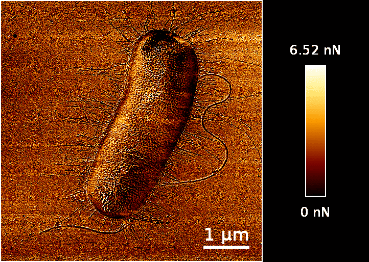 Fig 1.  AFM adhesion image of E. coli bacteria cell on -CH3 functionalized surface.